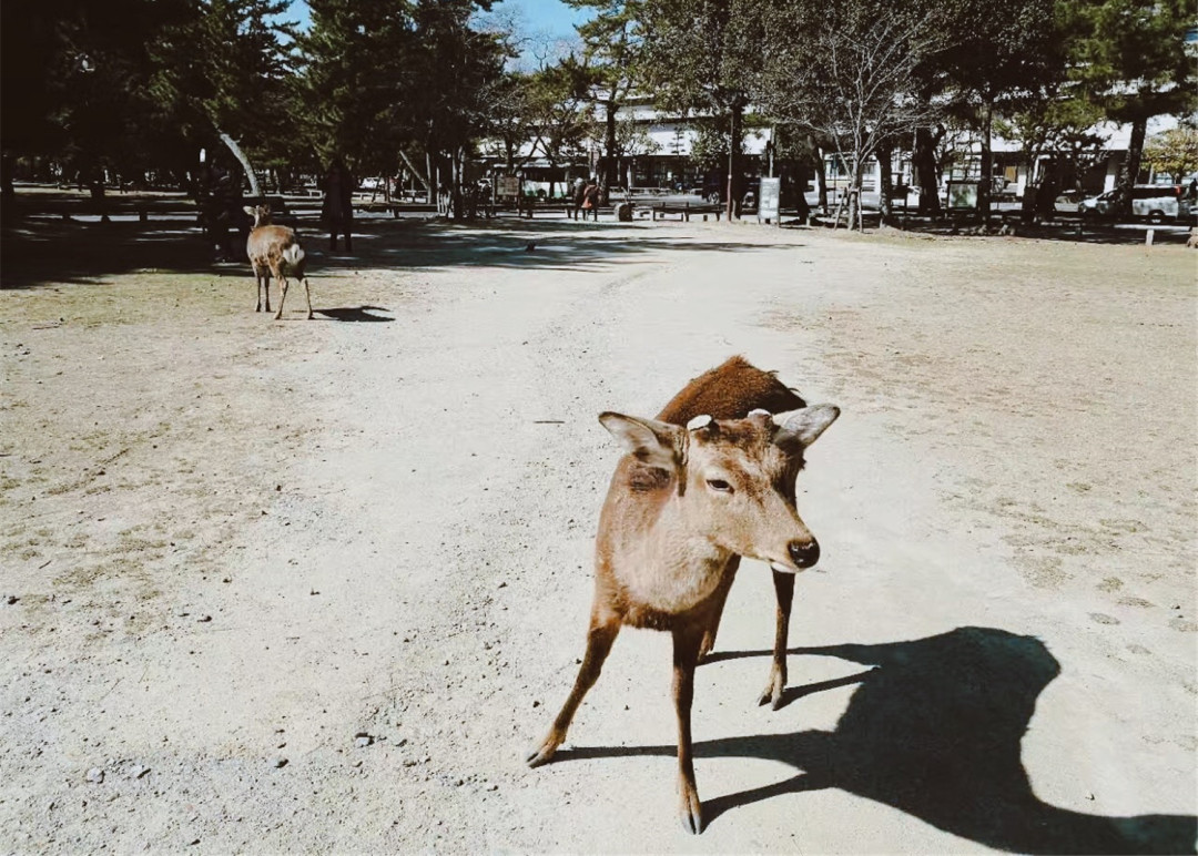 G20后大阪更好玩了!怎么订机票更省钱