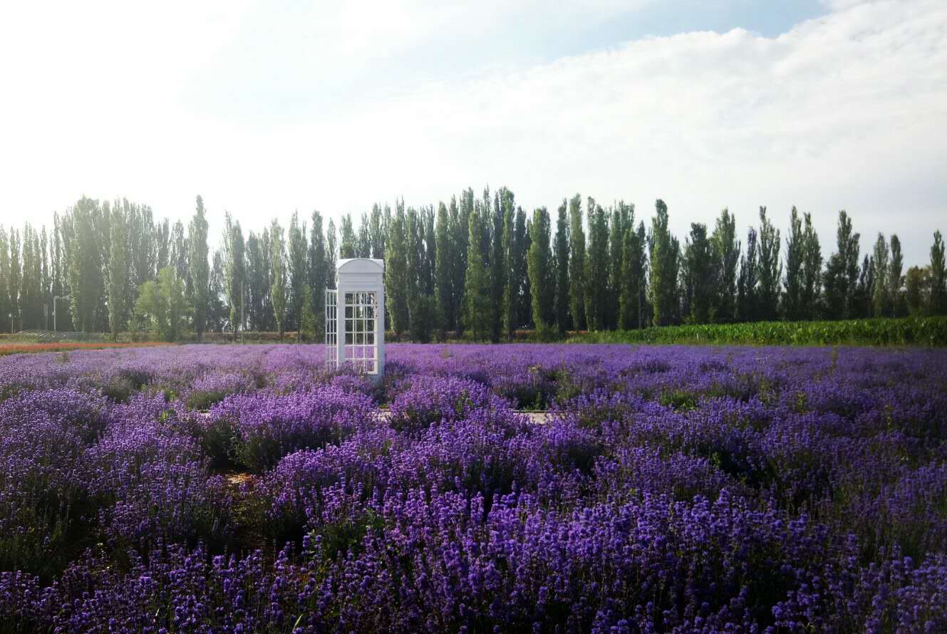 薰衣草从种子到开花全过程,薰衣草植物的生长习性