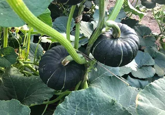 夏季新特蔬菜品种,新奇蔬菜品种视频