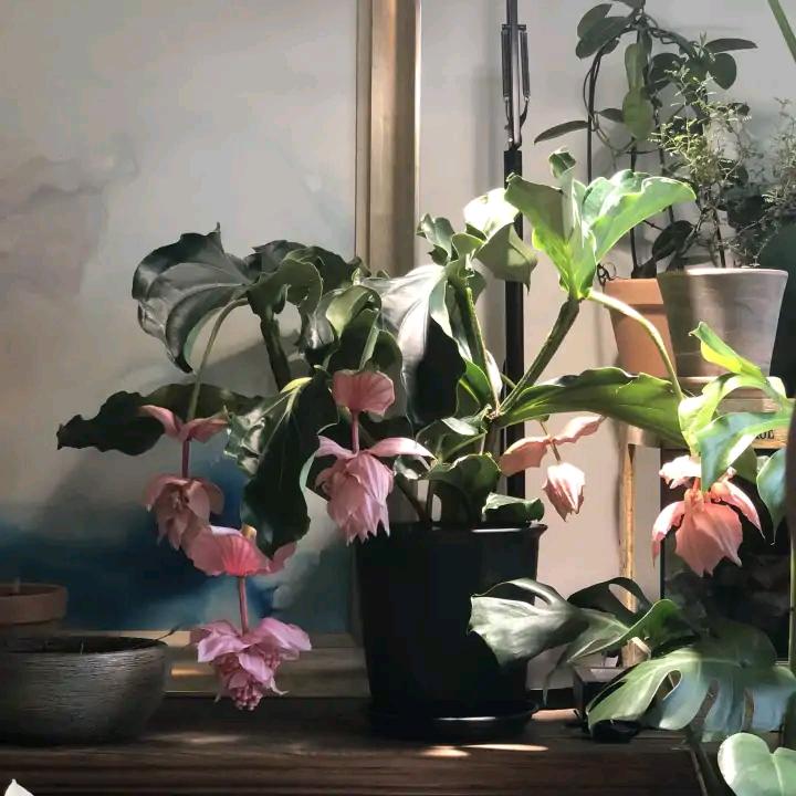 人养花一时养人一生,人养花同时花也养人