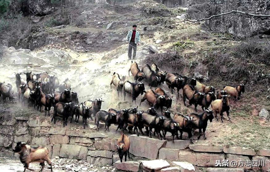 四川改革开放四十周年大事记,四川四十年改革开放对比图