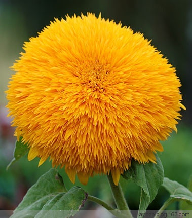 最好记的花名大全,很难得一见的花