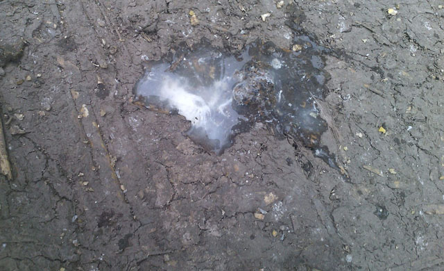 小鸡拉白屎有什么土办法,小鸡拉血屎是什么原因用什么药好