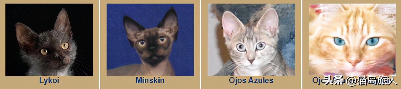 猫咪分类大全,猫咪分类