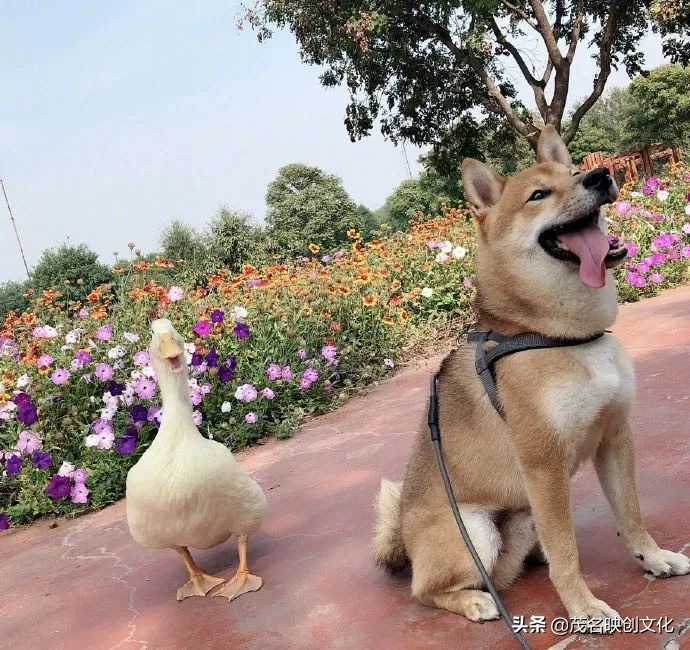 王珞丹宠物鸭被偷视频,王珞丹高价寻找宠物鸭