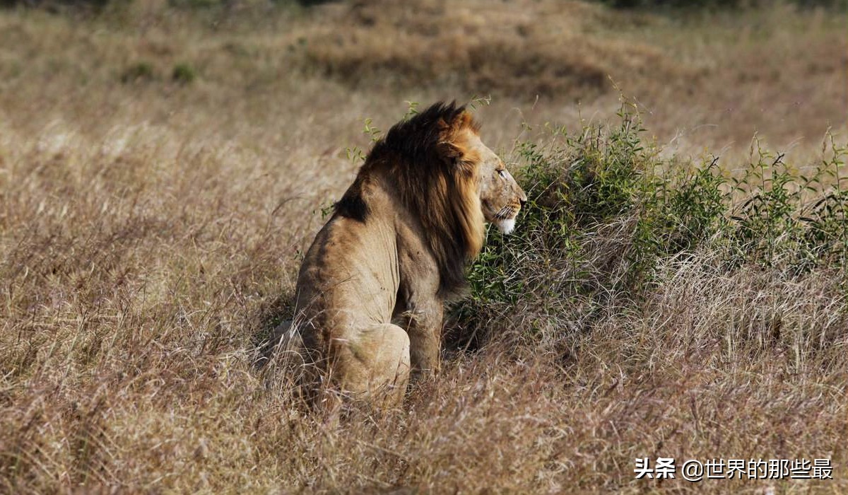 最强的狮子和最强的虎哪个更强,狮子和老虎的数据对比