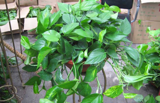 淘米水养花技术,养花浇淘米水有什么作用