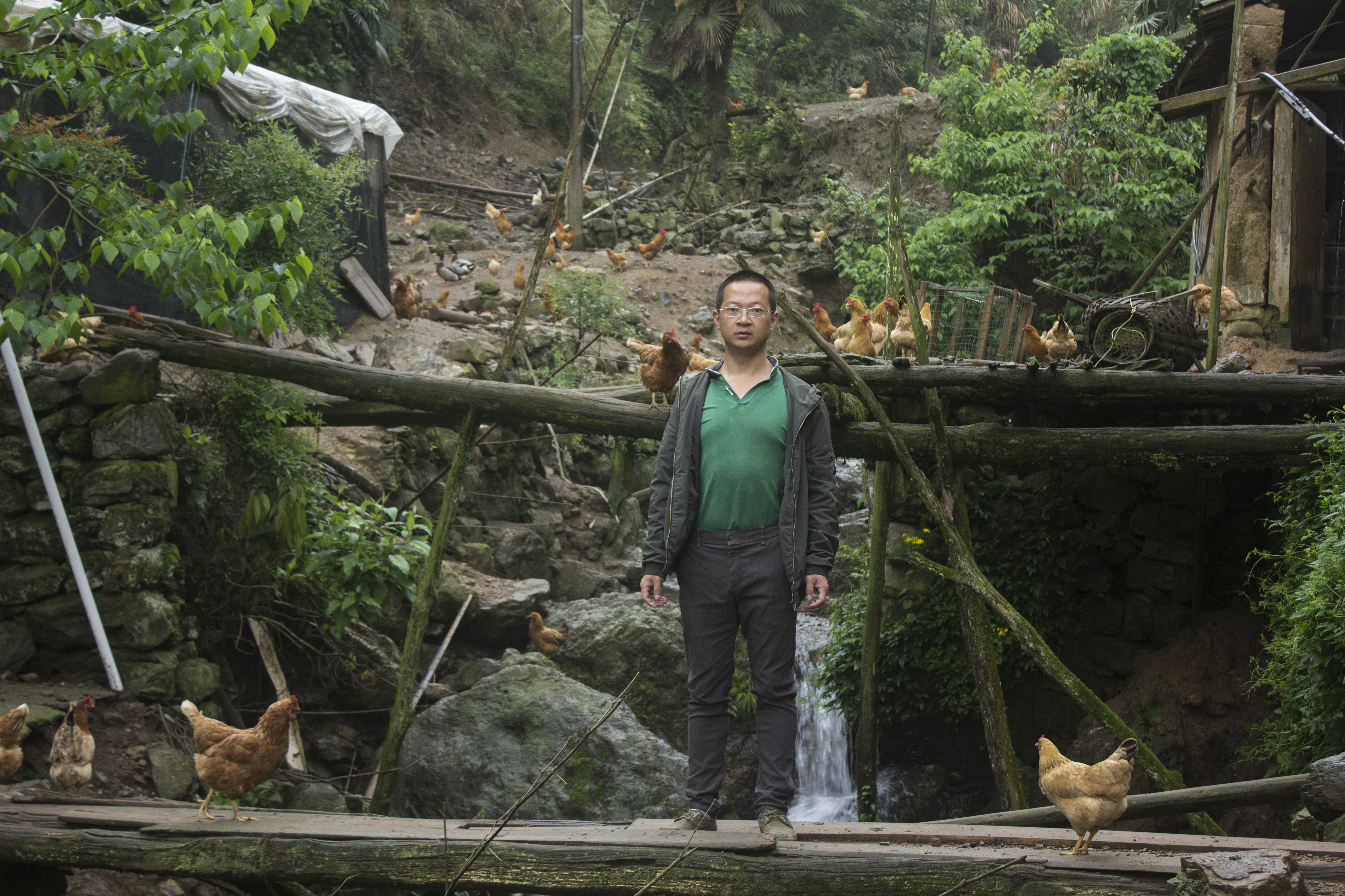 土鸡养殖技术一年挣多少钱,散养土鸡致富方法