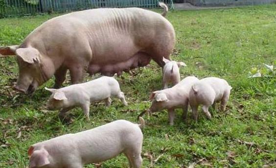 母猪产后少乳是怎么回事,产后母猪缺乳好治吗视频