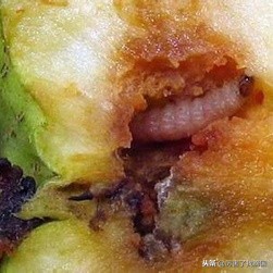 好好的苹果里面怎么烂了,苹果有虫