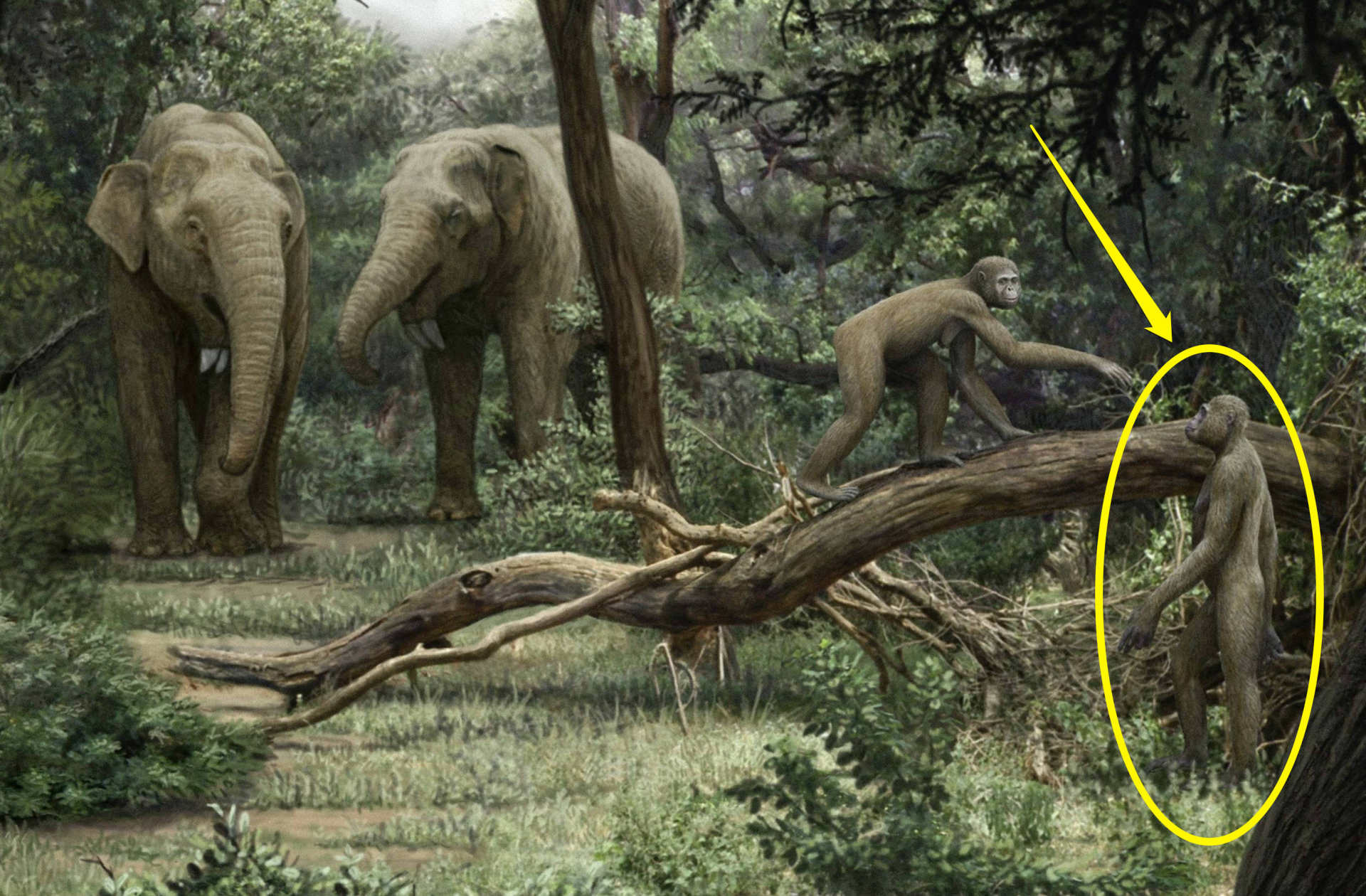 人类体毛为什么消失,人类体毛是什么时期脱掉的