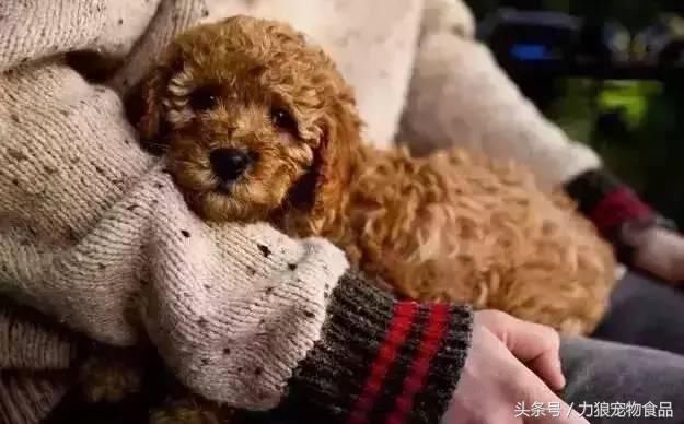 狗狗冷知识500条,狗狗柯基冷知识