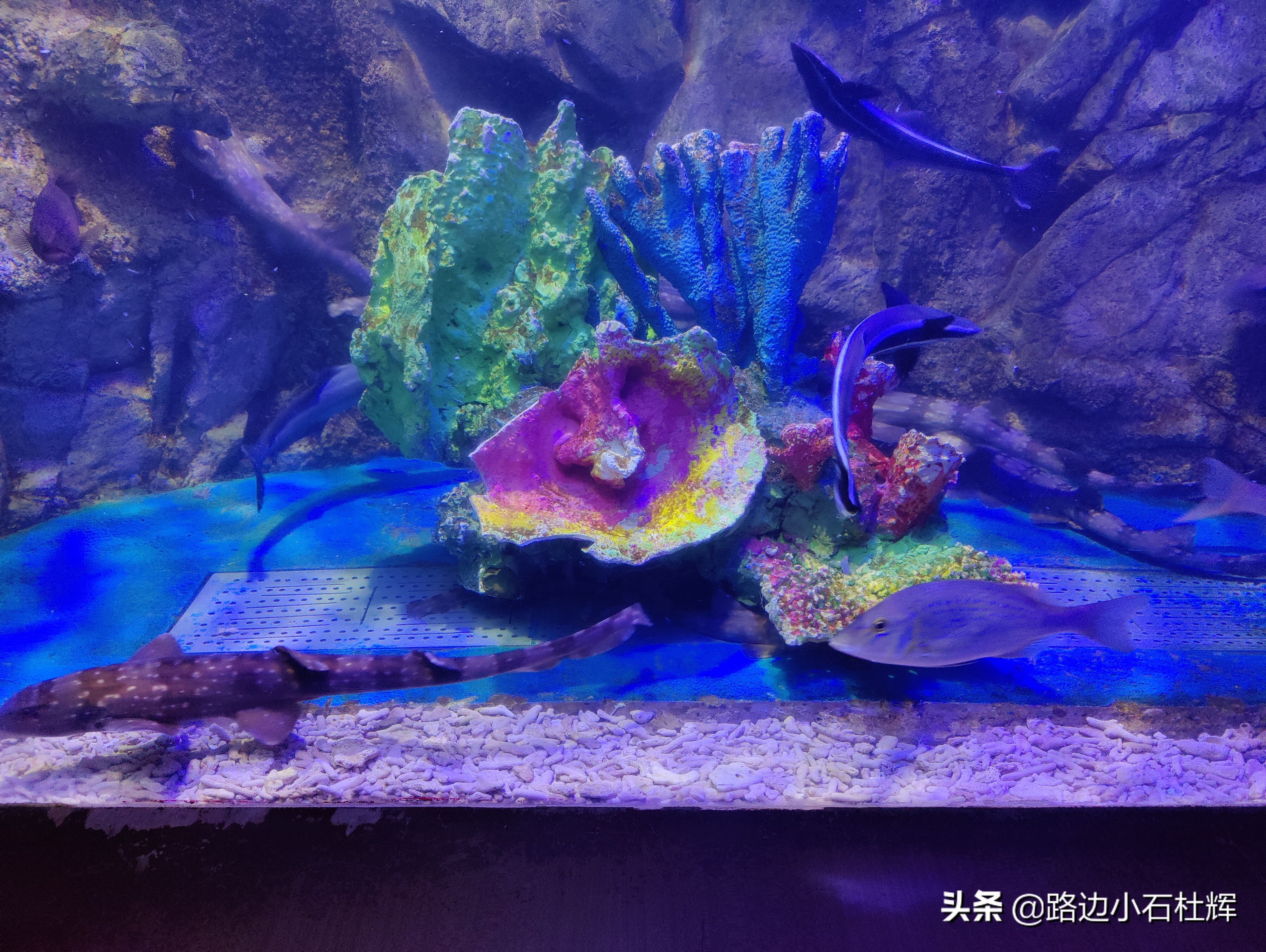 北京海洋馆海底世界游玩攻略,海洋馆北京海底世界游玩路线