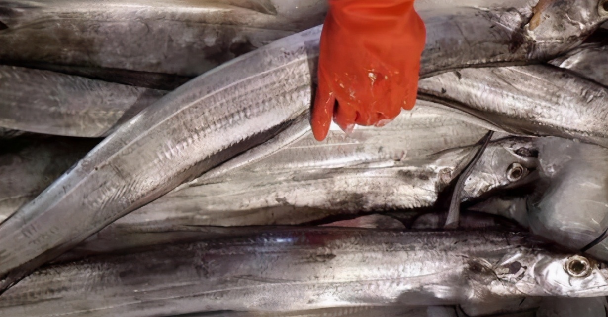 买带鱼的正确方法和注意事项,挑选带鱼的正确方法