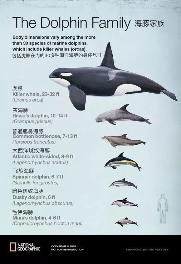 座头鲸上勾拳虎鲸,nga虎鲸vs座头鲸