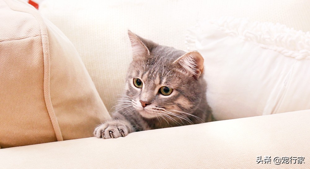 猫不听话打了一顿怎么办,猫不听话揍了以后老实了