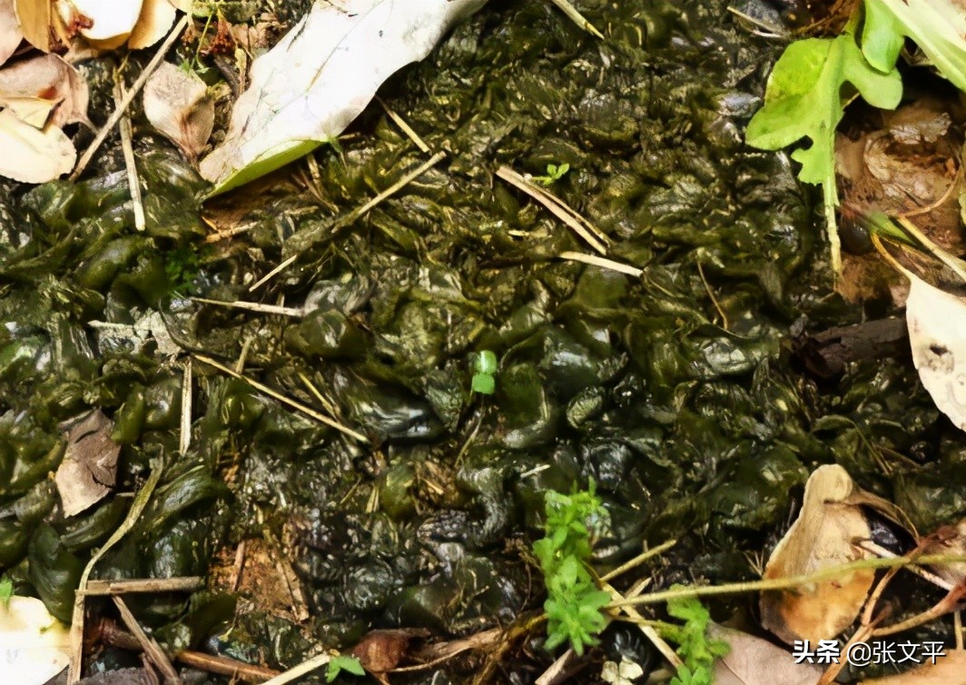 圐圙这个字啥意思,圐圙这读什么字