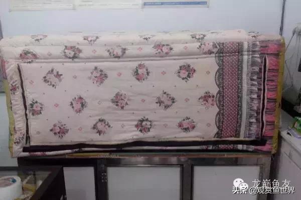 龙鱼掉眼的防治,预防龙鱼掉眼的方法你知道多少呢