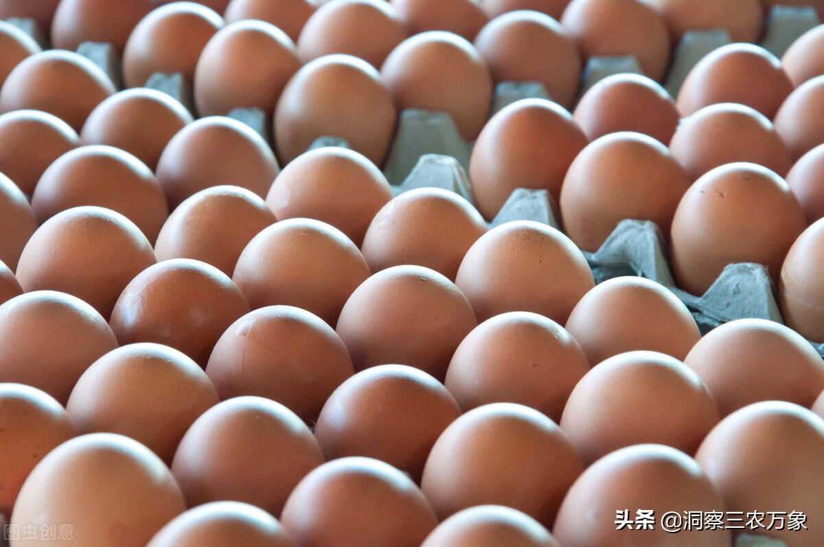 如何在家孵化小鸡慢动作,小鸡顺利出壳的办法