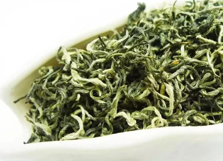 碧螺春雀舌黄山毛峰哪个绿茶好,龙井毛峰碧螺春都是绿茶吗