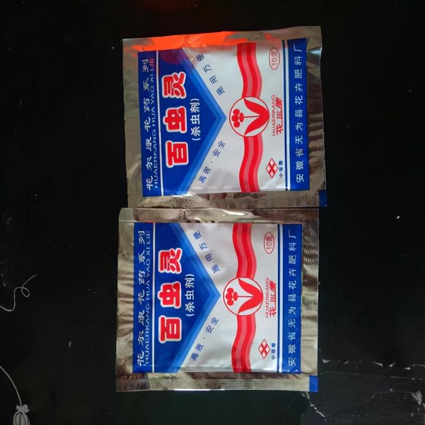 君子兰小苗冬天怎么养快速长新叶,刚买回来的君子兰小苗怎么处理