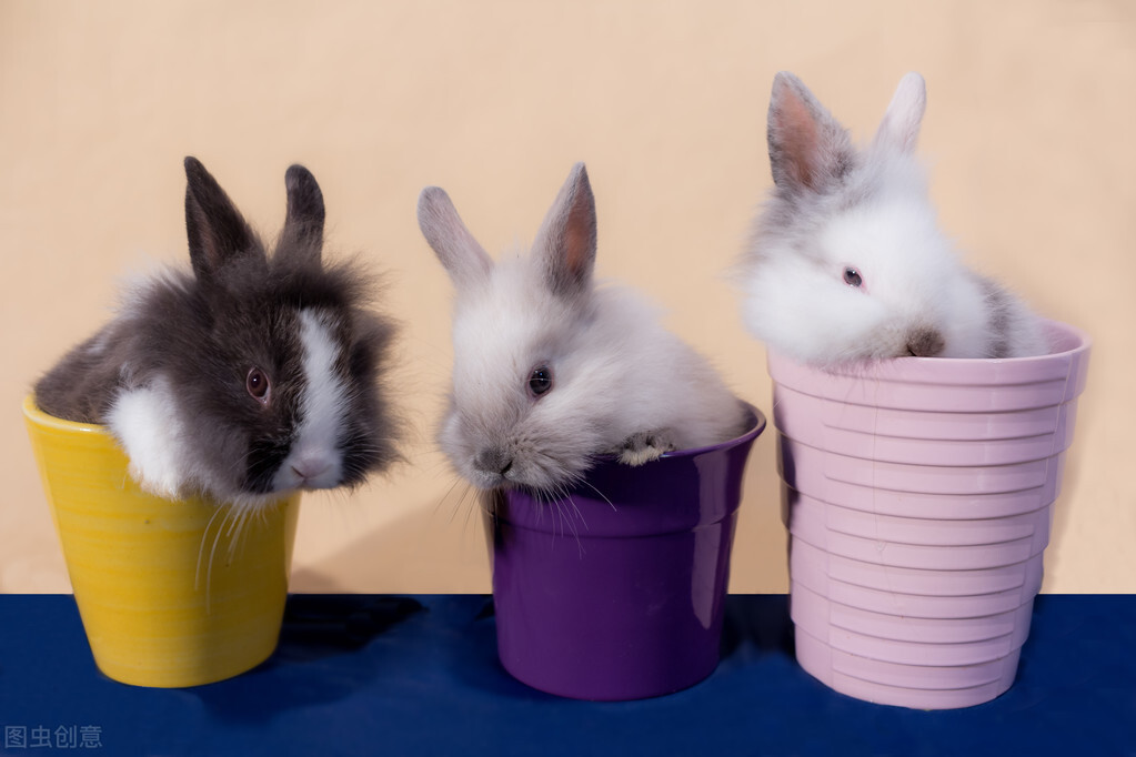 兔子流眼泪出气困难怎么办,兔子流眼泪是因为什么