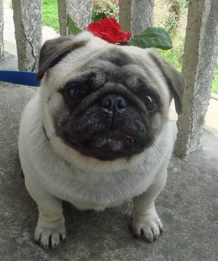 这几种高颜值狗狗你认识哪些,盘点最靠谱的狗狗看看你知道几种