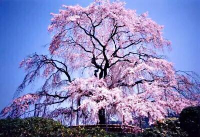 中国最稀少樱花品种阳光樱,樱花品种推荐之迎春樱