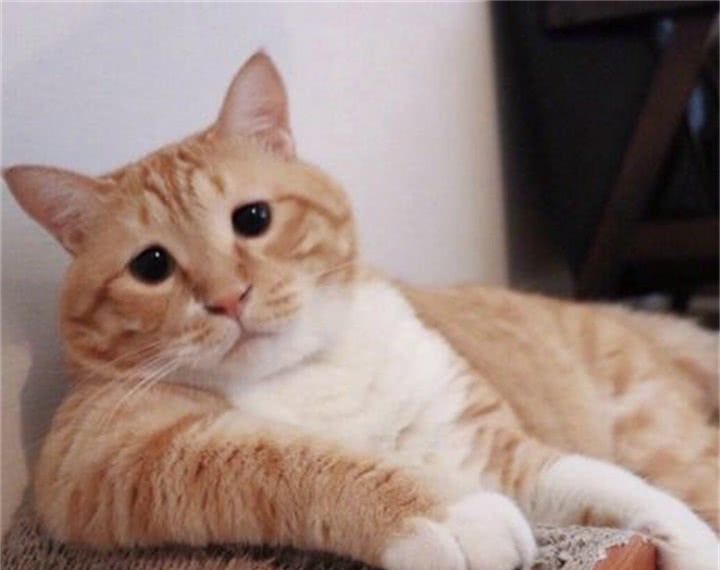 猫咪的眼睛颜色居然能决定性格,猫咪眼睛颜色竟然决定了它的性格