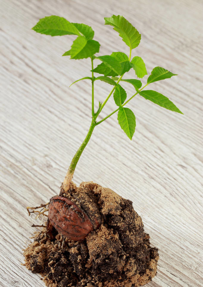 楸子核桃树种植育苗方法,核桃树插土里可以育苗吗