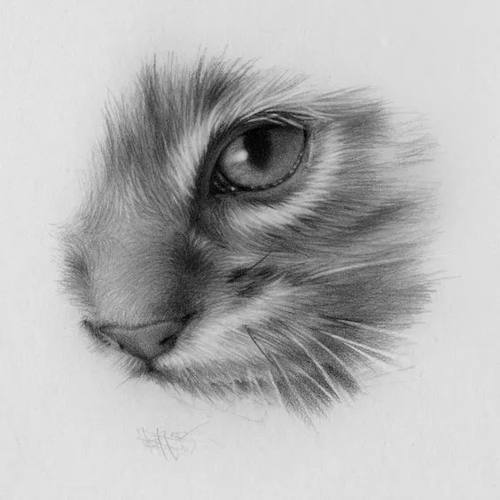 素描动物最全的收集,精微素描动物临摹高清大图