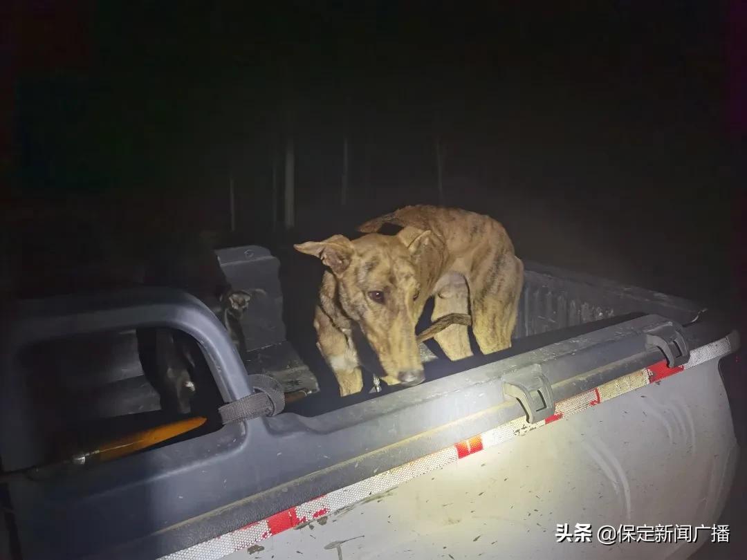 唐县破获20年前农村杀人案,唐县野庄杀人案