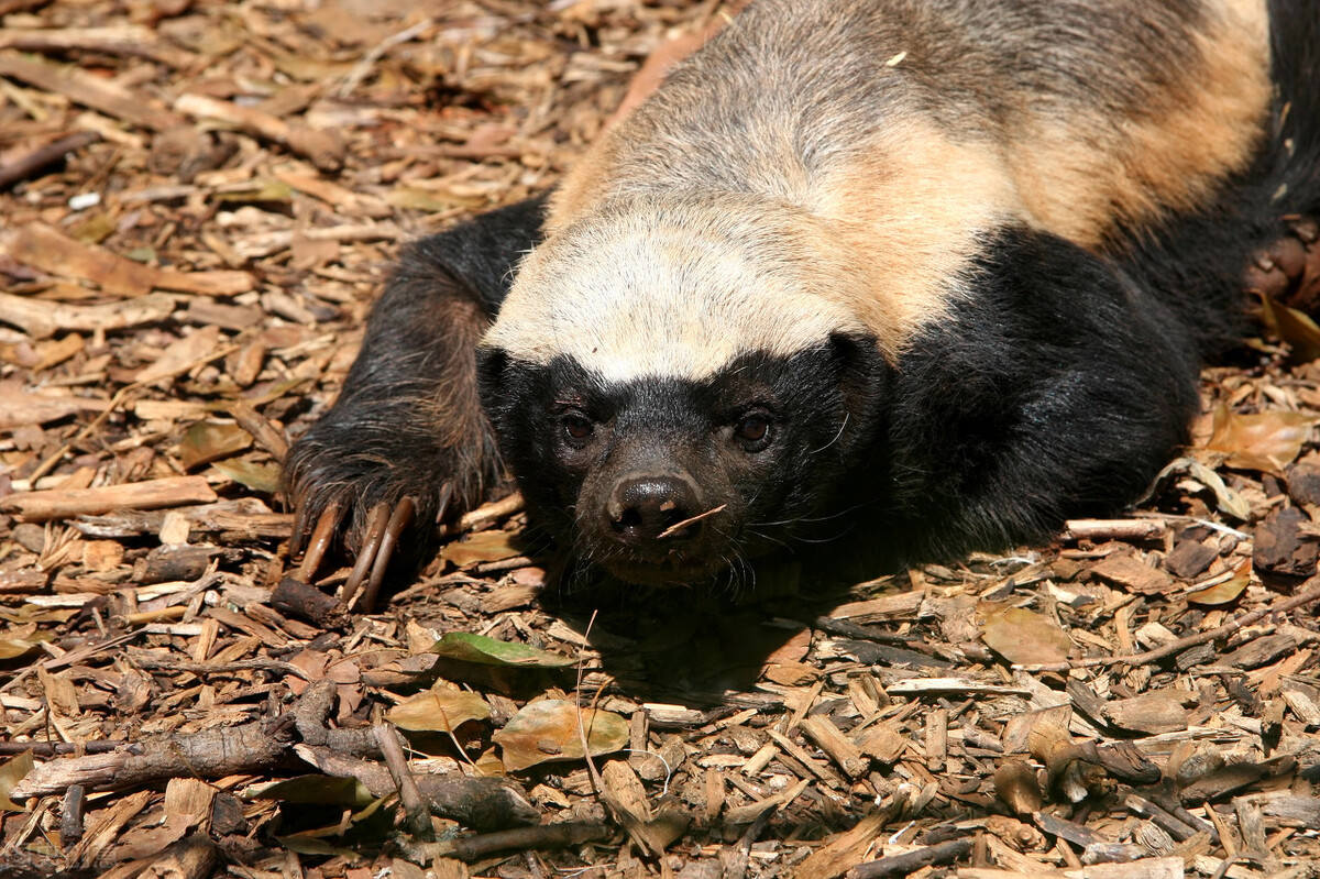 平头哥到底有多凶,现实中的平头哥长啥样
