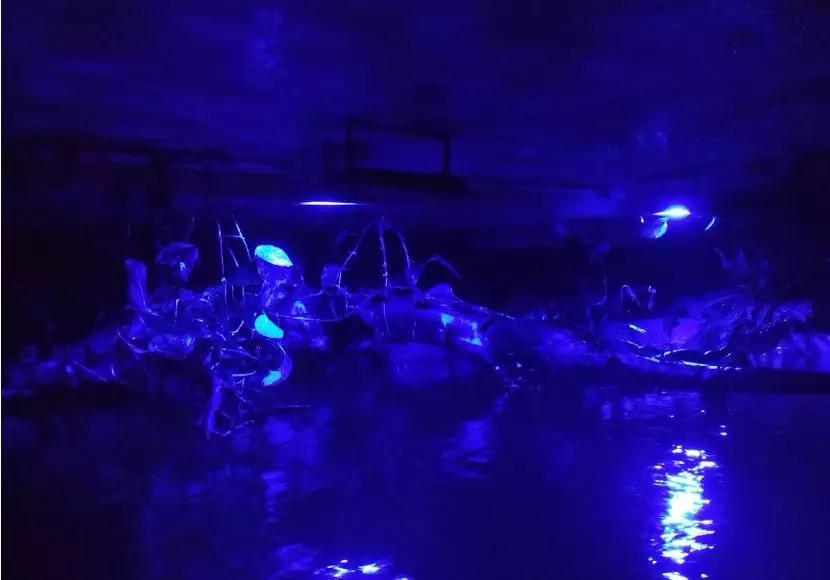 自己做大型水陆缸,在家自己打造一个沙漠缸