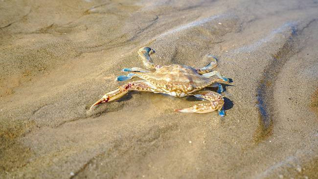 上海有好看的海边景点吗,上海好玩的海滩免费可以赶海