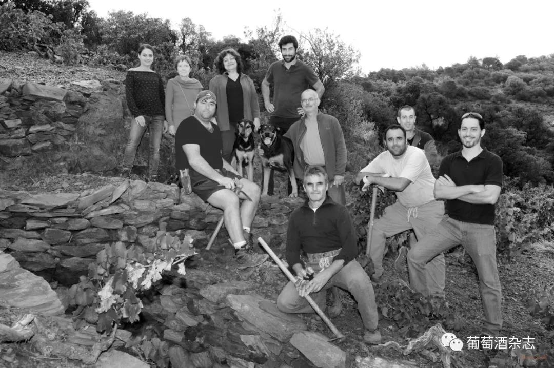 对蜜雪冰城产品的认知,露喜龙产区