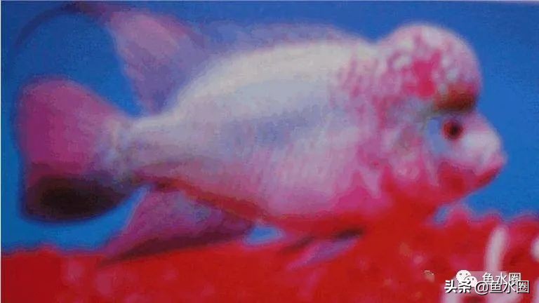 罗汉鱼身上亮片少是什么品种,罗汉鱼血麒麟和火凤哪个品种好