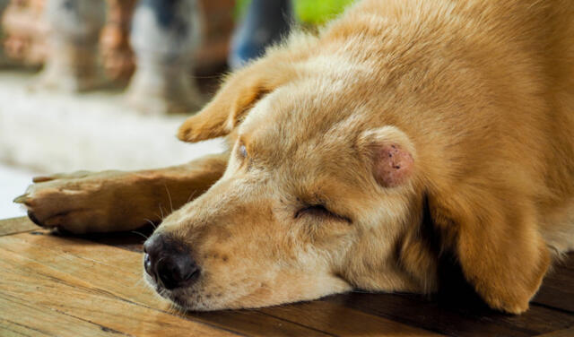 狗狗脸部肿是什么症状,狗狗水肿怎么治疗