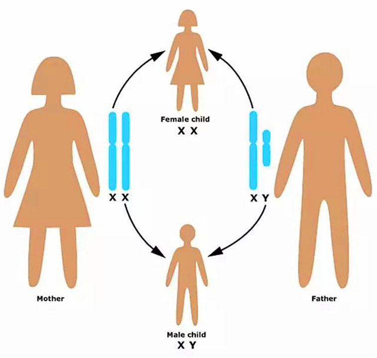 色盲与正常人眼中的世界的区别,色盲和普通人眼中的世界对比