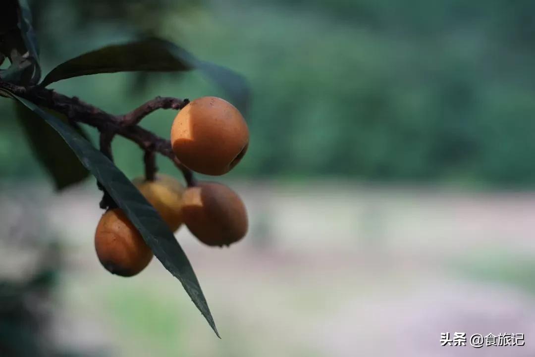 润肺去燥枇杷膏,枇杷黄冰糖枇杷膏