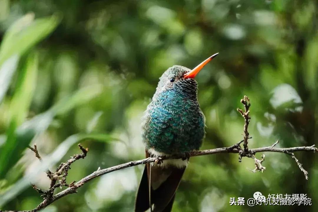 拍鸟最佳相机镜头配置,相机拍鸟技巧图解