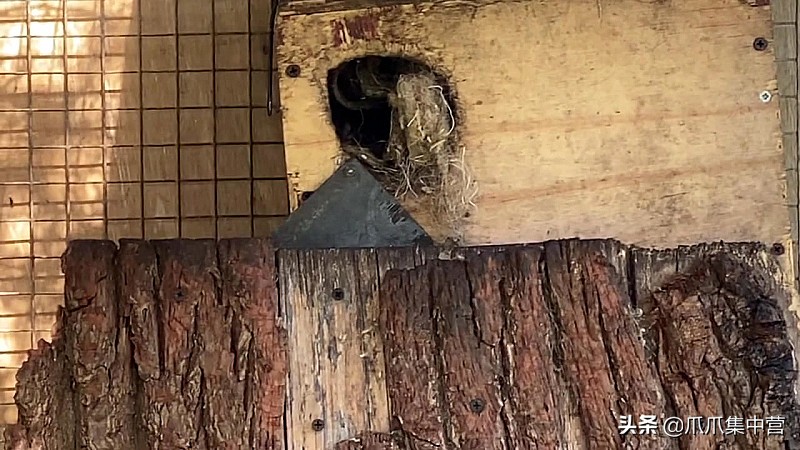 宠物松鼠当妈妈了，好心帮它清理小窝，它却把松鼠宝宝扔了？