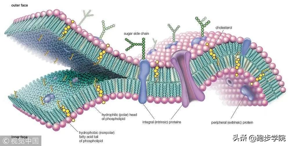 18岁运动时漏尿是怎么回事,运动不当引起茶色尿后自愈