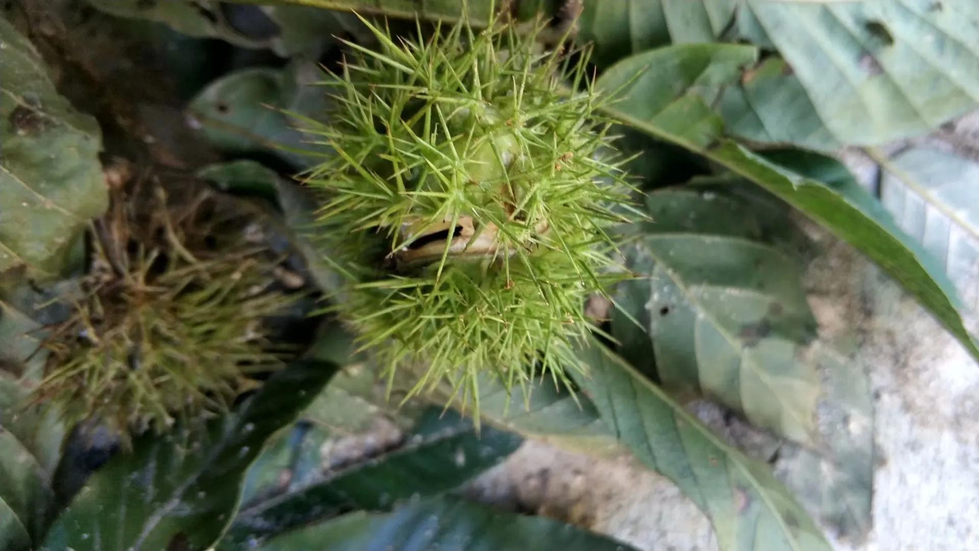 给大家展示一下什么叫做“金山药岭名茶地，竹海栗园水电乡”