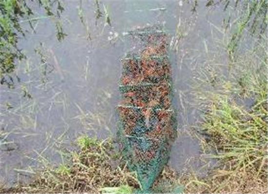 稻田虾蟹混养高产技术,稻田混养