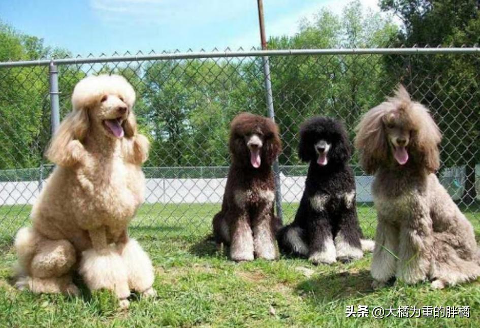 巨型贵宾犬的6个缺点你能接受吗,什么样的贵宾犬才是好贵宾犬呢