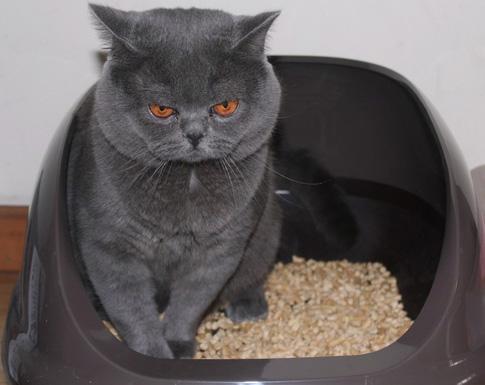 猫咪乱尿怎么除臭,猫咪往床上尿尿了买什么除臭