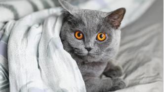 重庆易宠科技有限公司,上海易宠科技信息有限公司