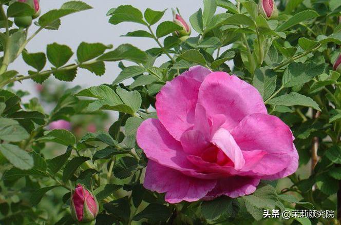 新手必备10款基础精油,单方精油40种精油的功效与用法