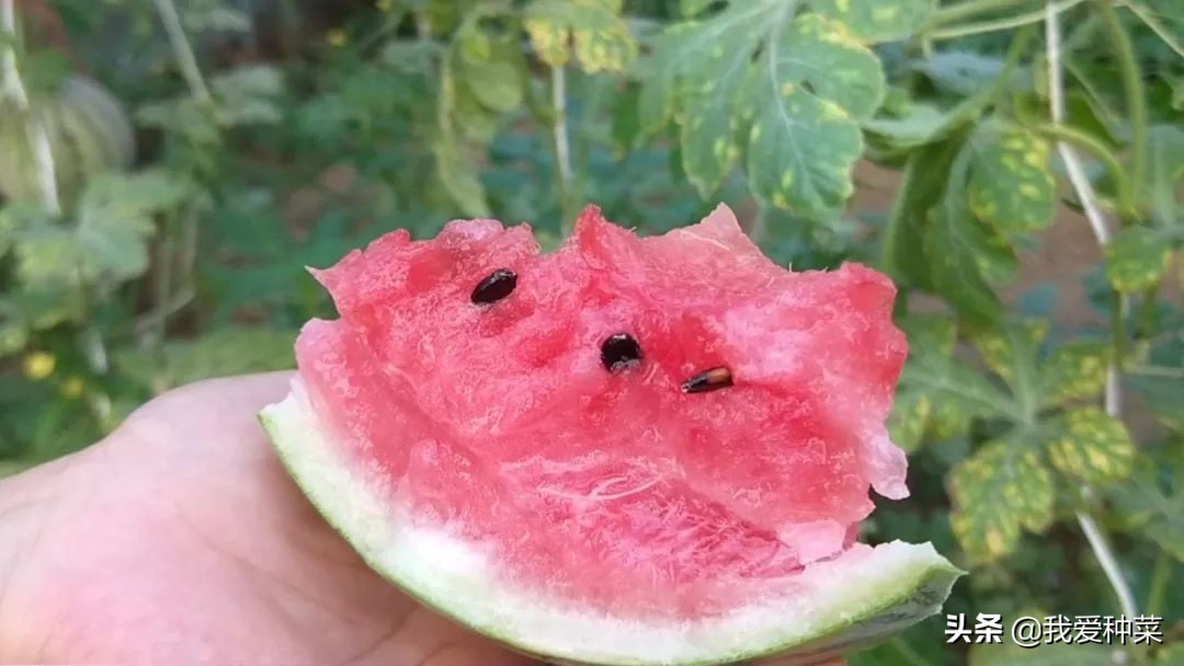 地里栽西瓜,露天西瓜种植一步一步教你